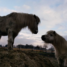 Tiergestützte Interventionen