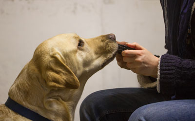 Ausbildung zum Mensch/Diabetikerwarnhund - Team