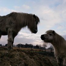 Tiergestützte Interventionen